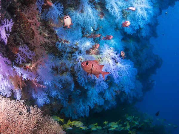 Maldives