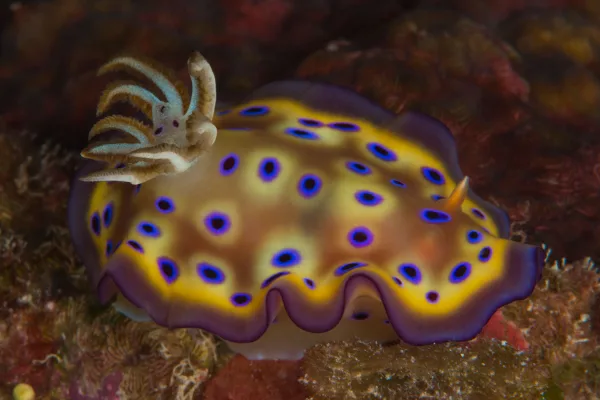 Palau