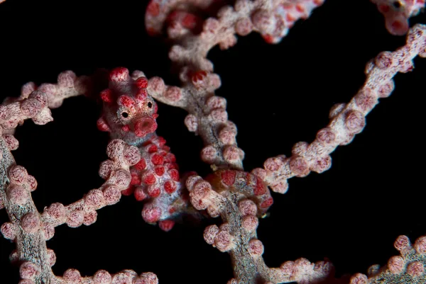 Indonesia – Raja Ampat