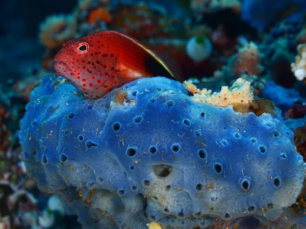 Maldives