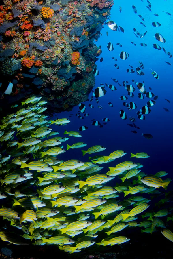 Maldives