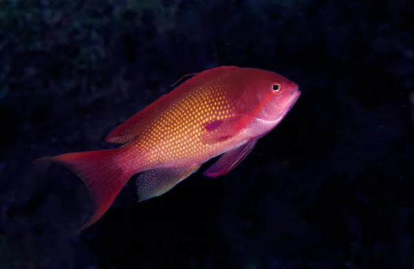 Maldives