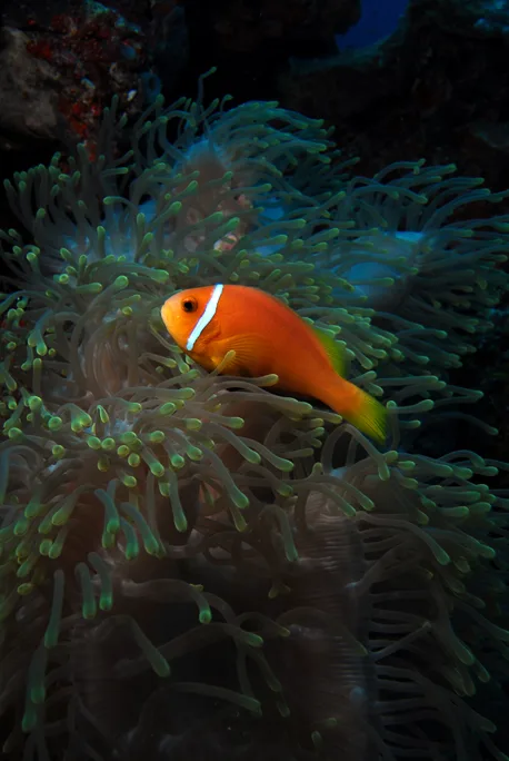 Maldives