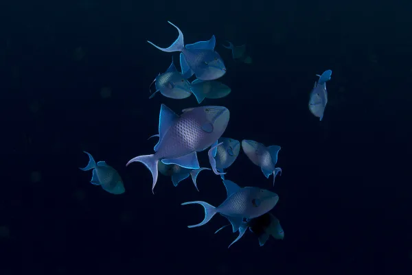 Maldives