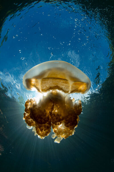 A beautiful Golden Jellyfish at the Jellyfish Lake at Palau by Kerim Sabuncuoglu